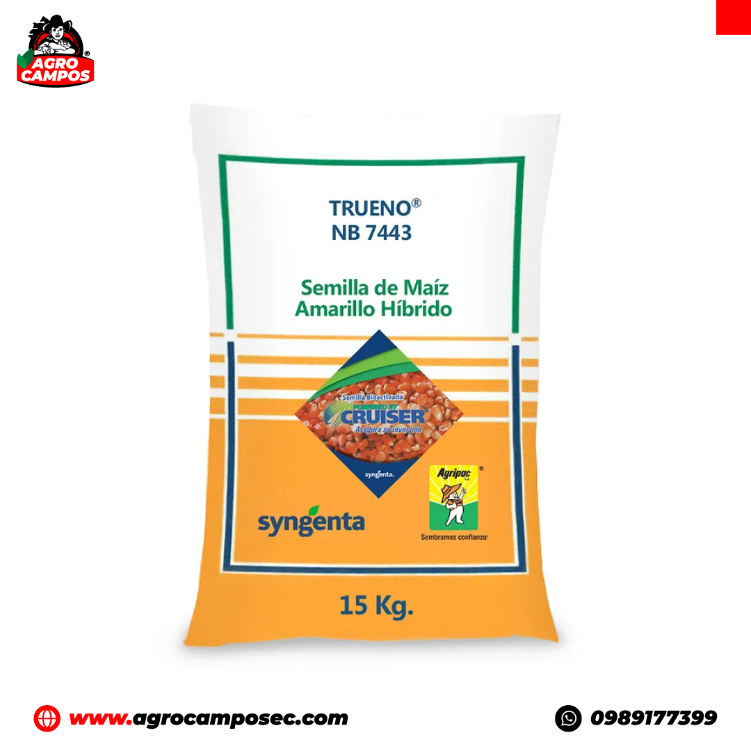 Semilla de Maíz Trueno - Agro Campos