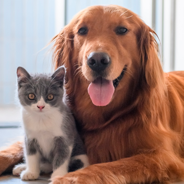 Alimentos Mascotas