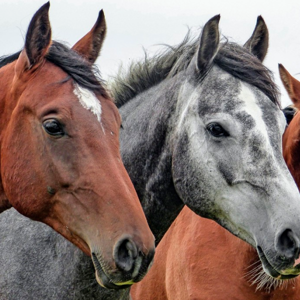 Alimentos Caballos