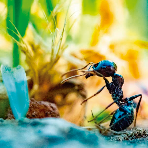 Insecticidas
