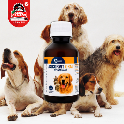 Ascorvit Oral