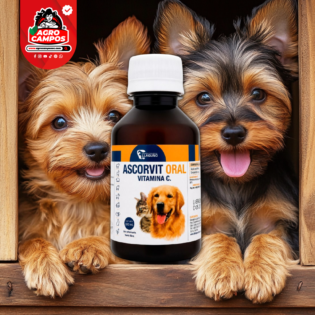 Ascorvit Oral