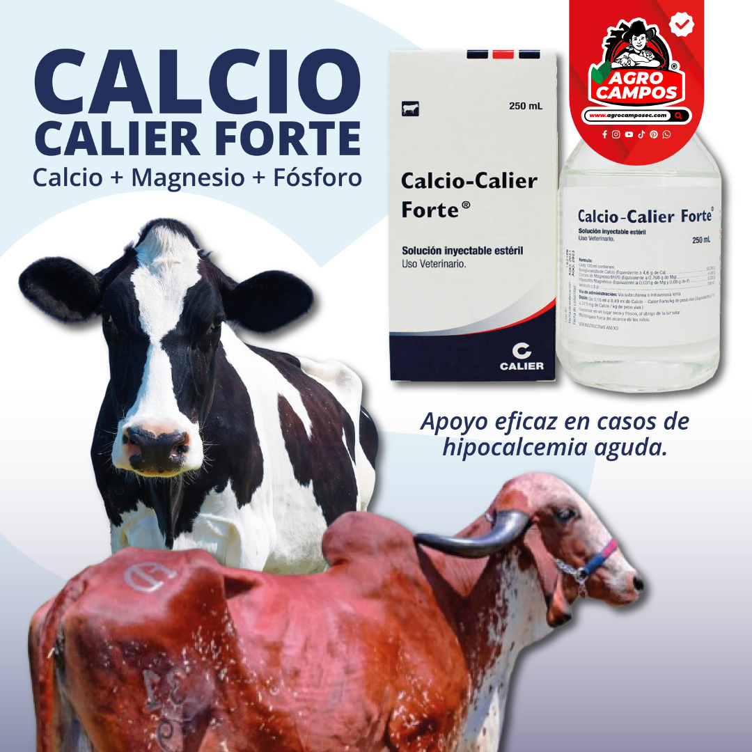 Calcio Calier Forte