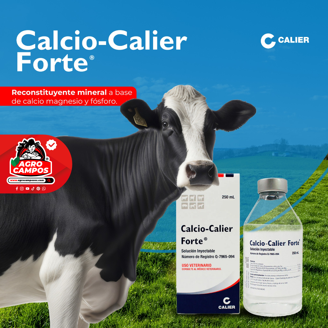 Calcio Calier Forte