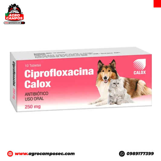 Ciprofloxacina Calox