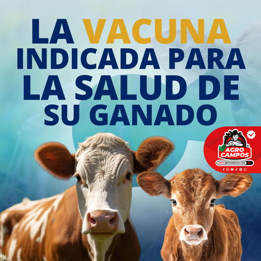 Vacuna Combibac R8