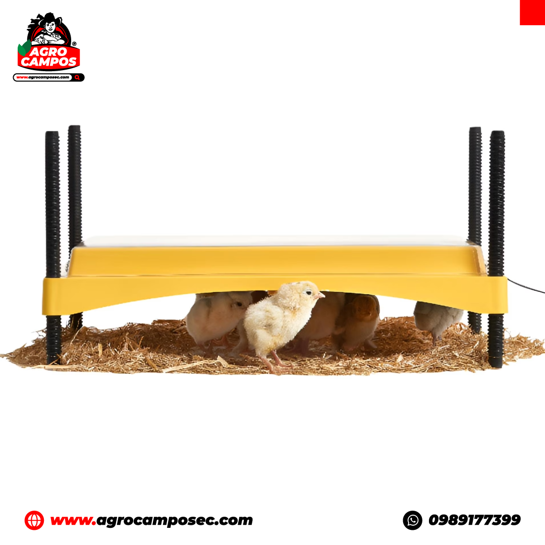 Calentadoras Brinsea Eco Glow Safety para Pollitos BB