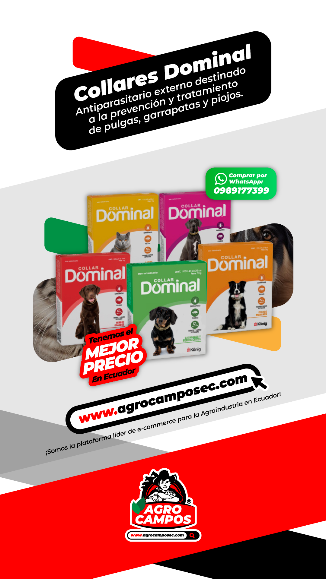 Collares Dominal