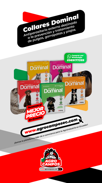 Collares Dominal