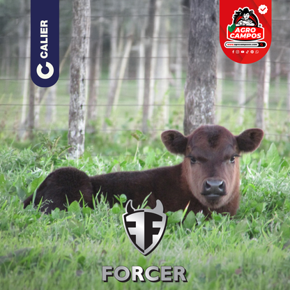 Forcer Pour On Garrapaticida