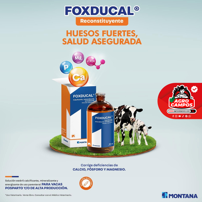 Foxducal