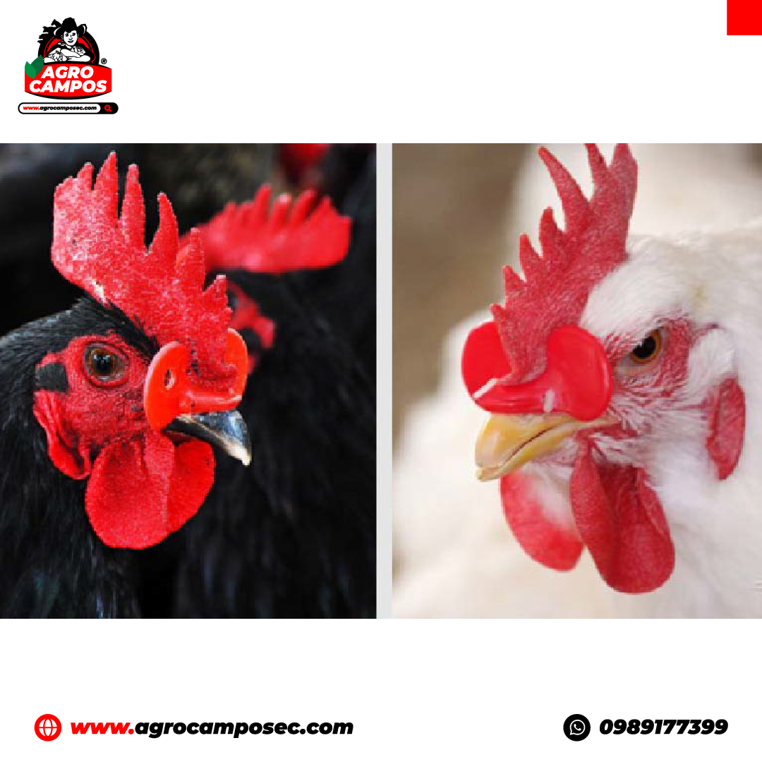 Gafas Antipicaje para Gallos