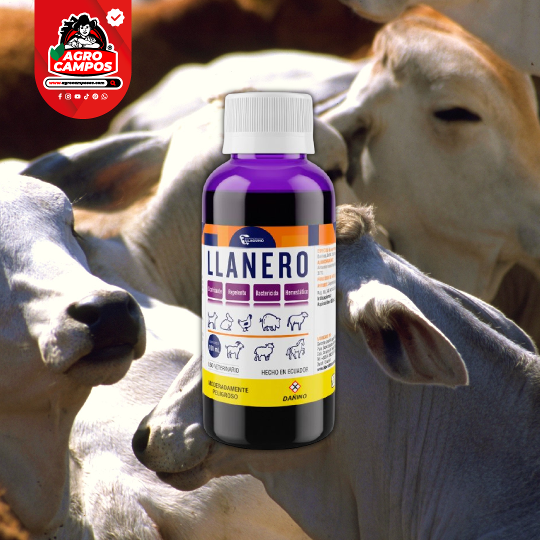 Llanero