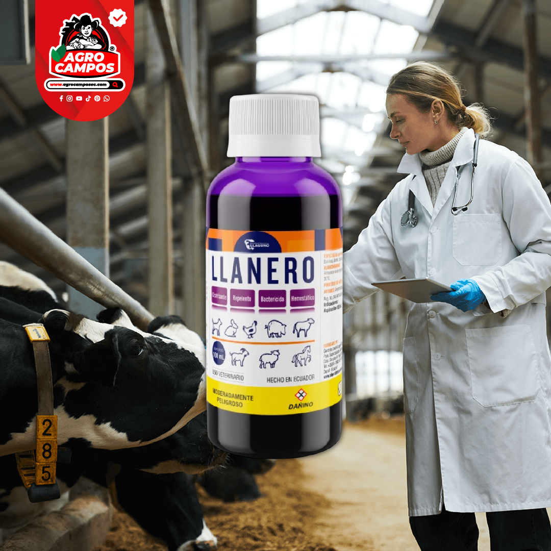 Llanero