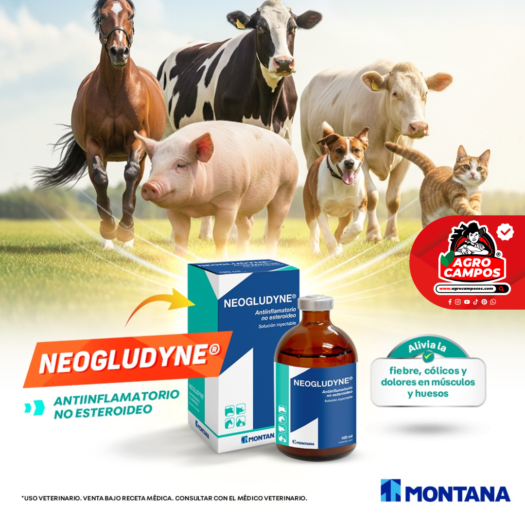 Neogludyne