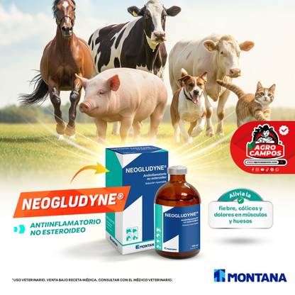 Neogludyne