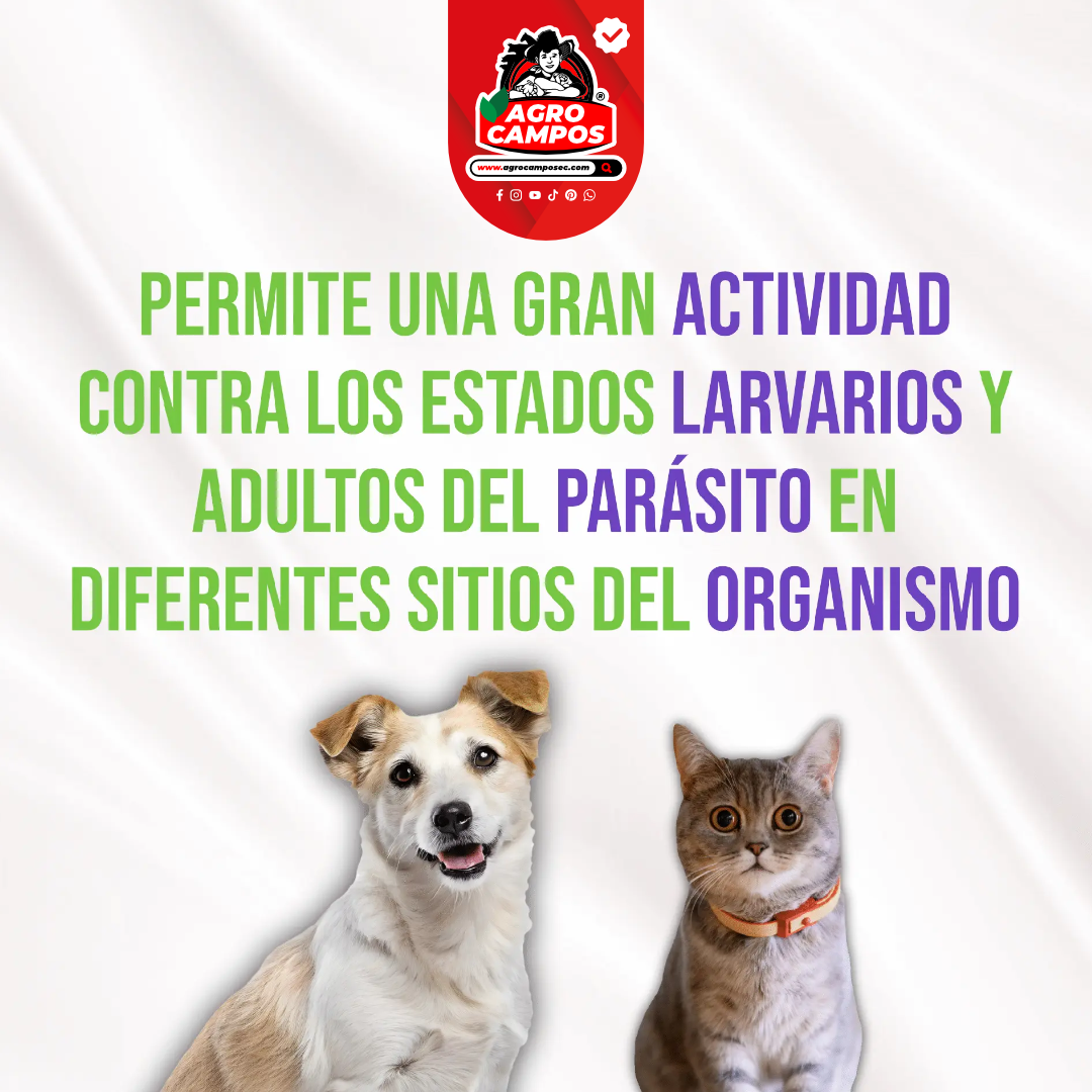 Paracanis