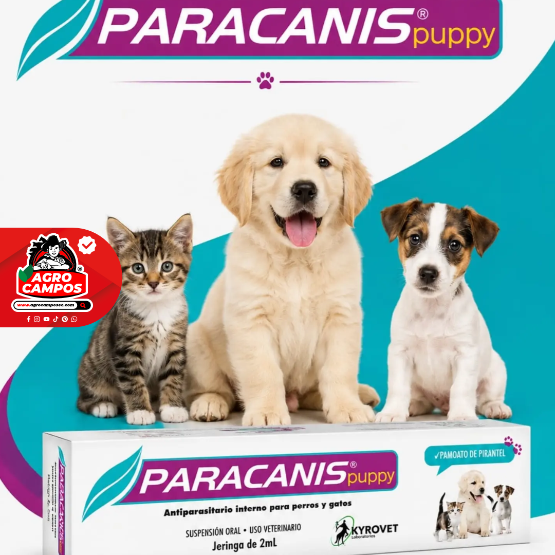 Paracanis Puppy