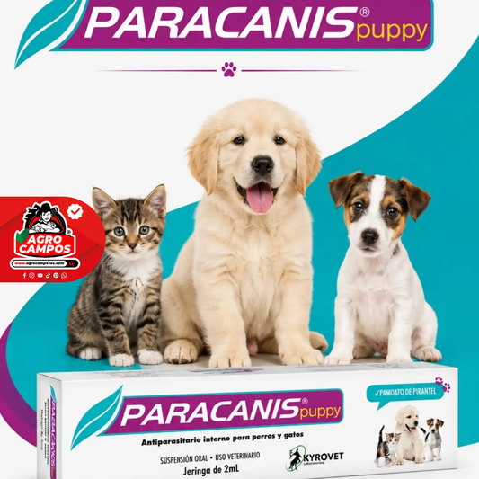 Paracanis Puppy