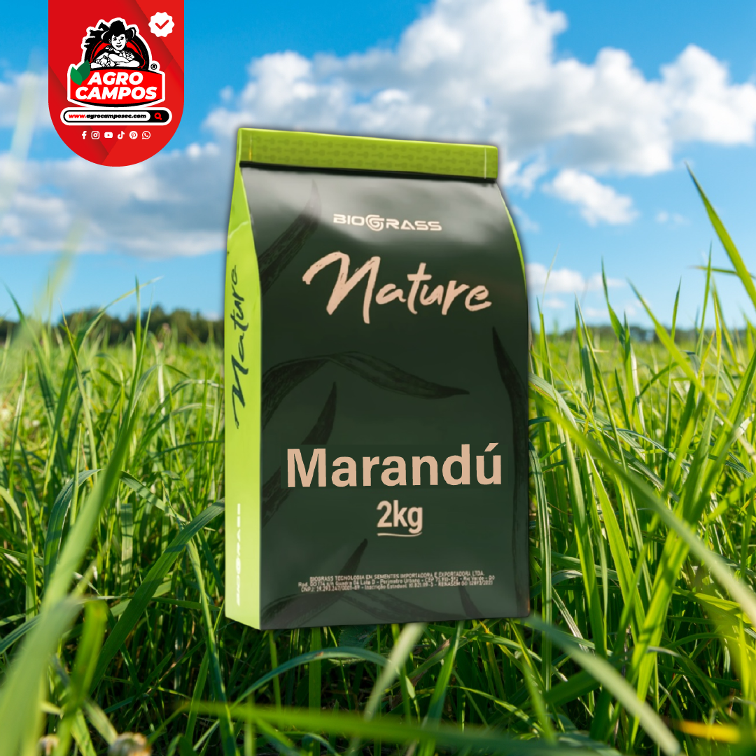 Semilla Pasto Marandú Biograss