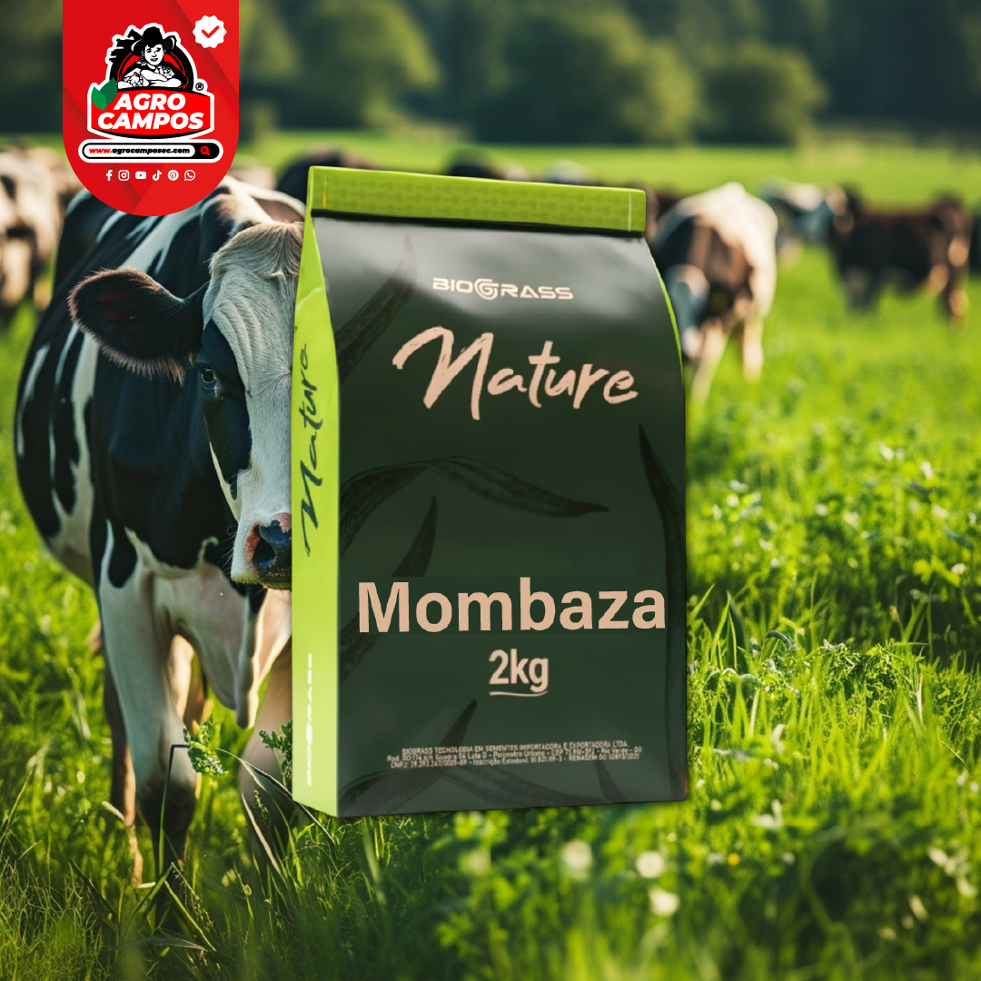 Semilla Pasto Mombaza Biograss