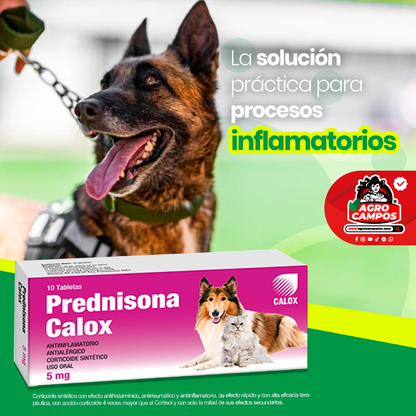 Prednisona Calox
