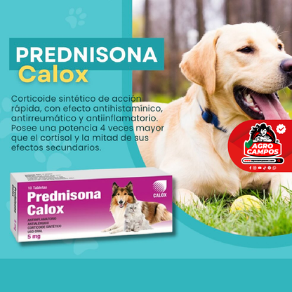 Prednisona Calox