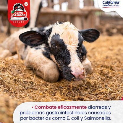 Quinodiar Suspensión