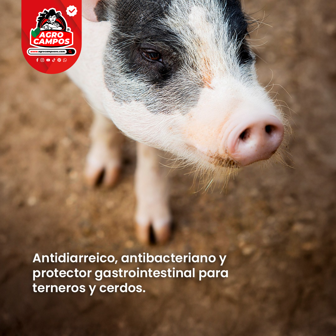 Quinodiar Suspensión