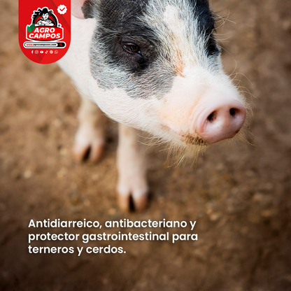 Quinodiar Suspensión