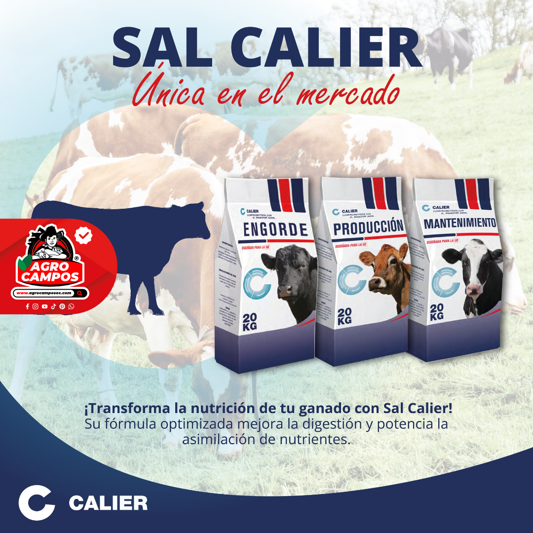 Sal Calier Mantenimiento