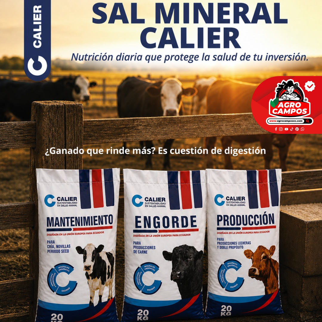 Sal Calier Mantenimiento