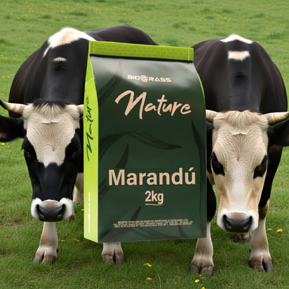 Semilla Pasto Marandú Biograss
