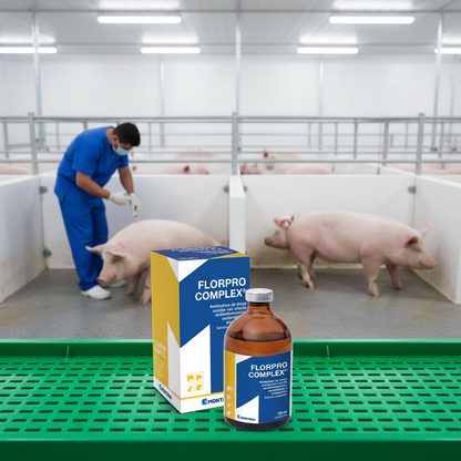 florpro-complex-cerdo-infeccion-digestiva-vet-inyectando-im-cerdo-enfermo-fiebre-estante-verde-granja
