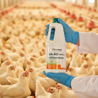 liv-52-protec-hepatoprotector-closeup-etiqueta-manos-sosteniendo-botella-pollos-gordos-sanos-fondo