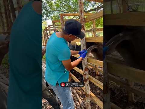 Implantador o Aplicador Compudose