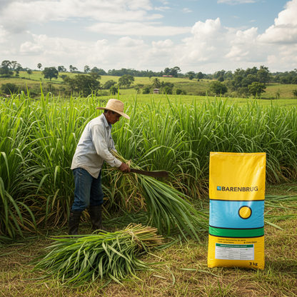 semilla-pasto-mombaza-barenbrug-agricultor-cortando-ensilaje-mombasa-ecuador