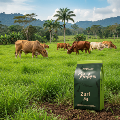 semilla-pasto-zuri-biograss-ganado-brahman-pastando-potrero-tropico-ecuador